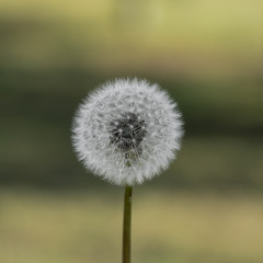 Obraz premium dandelion on green background