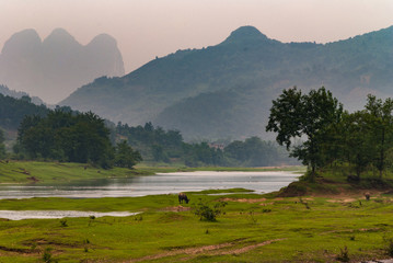 Guilin, China - May 10, 2010: Along Li River. Landscape with buffaloes grazing on green flat...