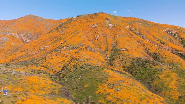 Aerial descent wildflowers superbloom at Walker Canyon, CA on March 15, 2019