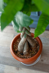 観葉植物の根っこ部分