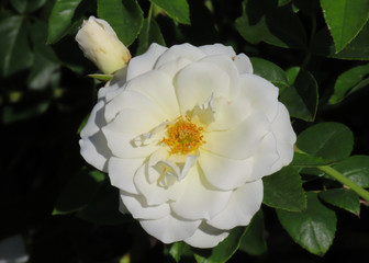 White rose with a green background