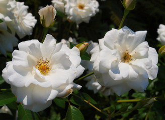 White rose with a green background