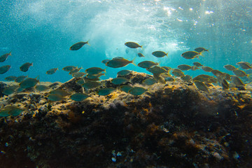 Fishes in group