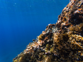 coral reef with beautiful water