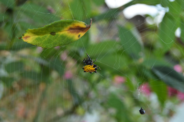 beetle on flower