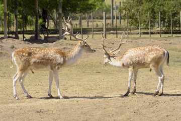 two deer in the natural reserve in Montevideo, Uruguay