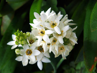 White flowers with a green background