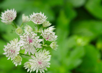 White flowers with a green background