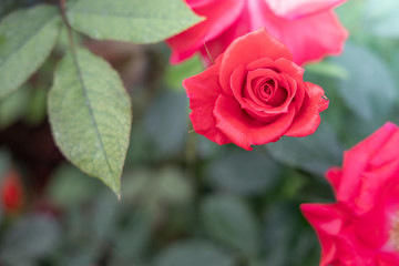 Roses in the garden