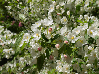 White flowers with a green background