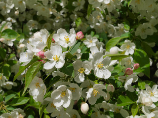Obraz premium White flowers with a green background
