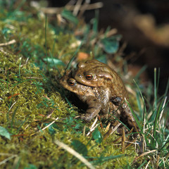 Common toads (Bufo bufo) mating in spring, North Yorkshire, England, United Kingdom