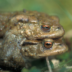 Common toads (Bufo bufo) mating in spring, North Yorkshire, England, United Kingdom