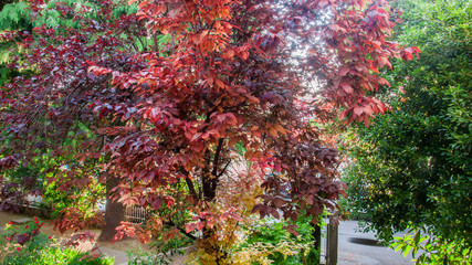 autumn in the park