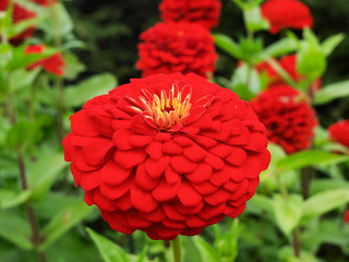 Red flower with a green background