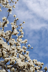 空を背景に白いハクモクレン／Magnolia denudata