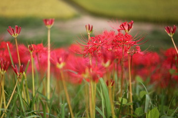 田んぼと彼岸花