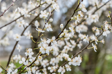Cherry blossoms branch against a blurred background with other blossoming cherry branches