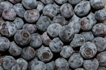 Wild blue berries macro background high quality prints