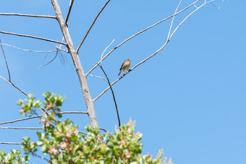 Canary Island yellow bird perched on a tree branch with blue sky