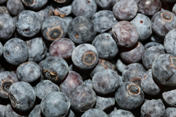 Wild blue berries macro background high quality prints