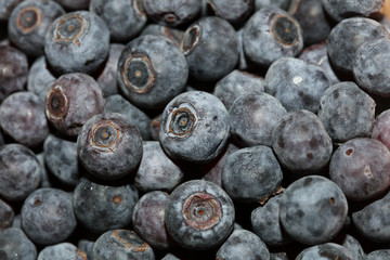 Wild blue berries macro background high quality prints