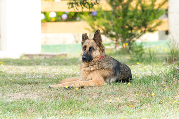 German shepherd dog with red collar, which lacks half ear posing and resting in the home garden