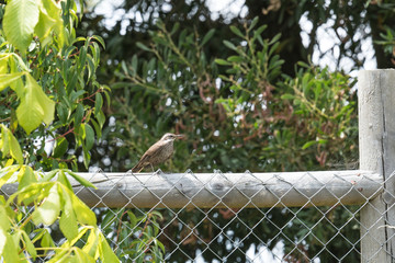 Typical Chilean bird called loica with red plumage on its chest perched on the wooden shelter of my house in Chile