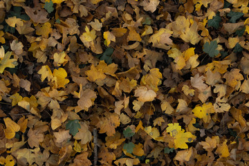 autumn leaves background