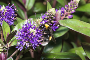 A very large bumblebee pollinating purple flowers in a park, macro photo