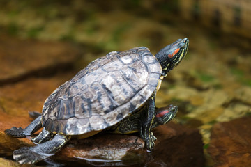 Obraz premium Two Individual Turtles Copulating indoors in Water Basin. Horizontal Image Composition
