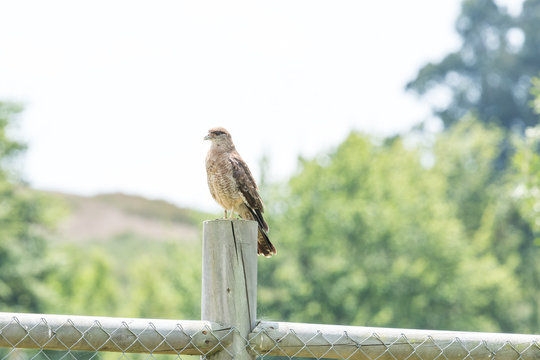 Typical Chilean bird called tiuque, perched on the wooden beam of my house in Chile