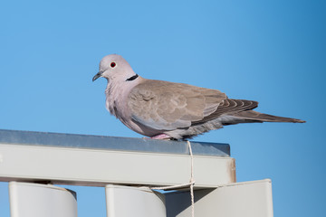 A red-eyed gull perched on an iron railing with a blue sky in the background