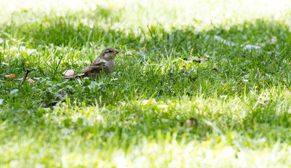 A Sparrow, a very small bird in the grass with lots of sunlight