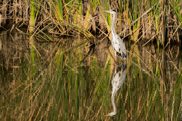 Beautiful white heron with its reflection in a city park pond