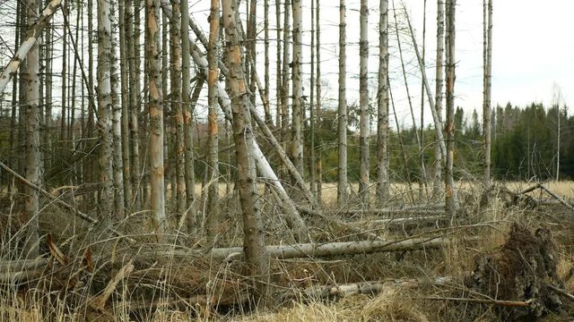 Spruce bast bark wood beetle pest Ips typographus infestation, spruce bast tree infested attacked by European spruce, making their way in wood larva larvae clear cut calamity, cutting deforestation