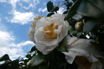 Camelia Japan