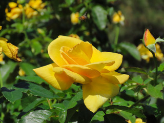 Yellow rose with a green background