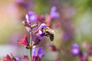 bee collects nectar Salvia pratensis, meadow clary or meadow sage purple flowers. Collection of herbs. Medicines from medicinal plants. concept Medicine
