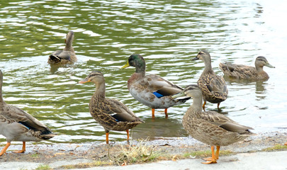 duck swimming on the lake, New Zealand