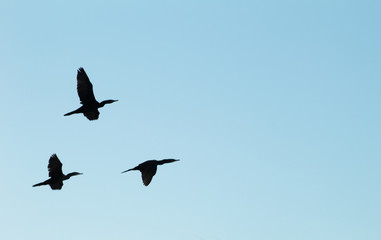 Bigüá flying over the sea at sunset