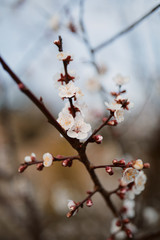 Plum trees blossoming in Kanazawa, Japan