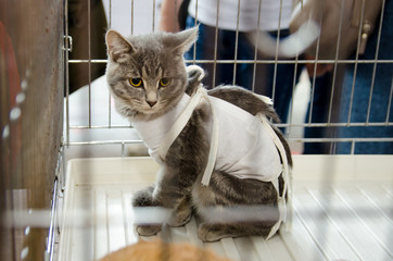 sterilized cat in a bandage in a metal cage for an exhibition