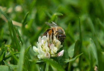 Macro Photography to a bee flying over a wild flower growing up in green grass at sunny day