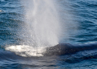 Closeup of a humpback surfacing and forcefully exhaling old air through its blowhole.  The stream of warm air condenses when it hits the cooler air forming a large spray of droplets and fine mist. 