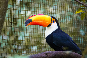 Toucan of Brazil