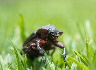 Macro Photography to black beetle  crawling in green grass at sunny