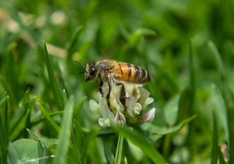 Macro Photography to a bee flying over a wild flower growing up in green grass at sunny day