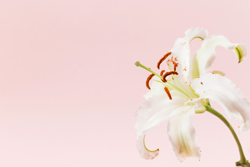 Close-up of elegant fragrant lilies