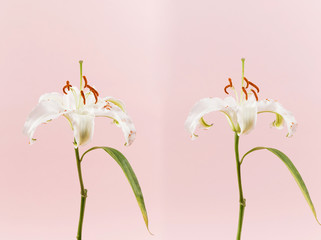 Close-up of elegant fragrant lilies